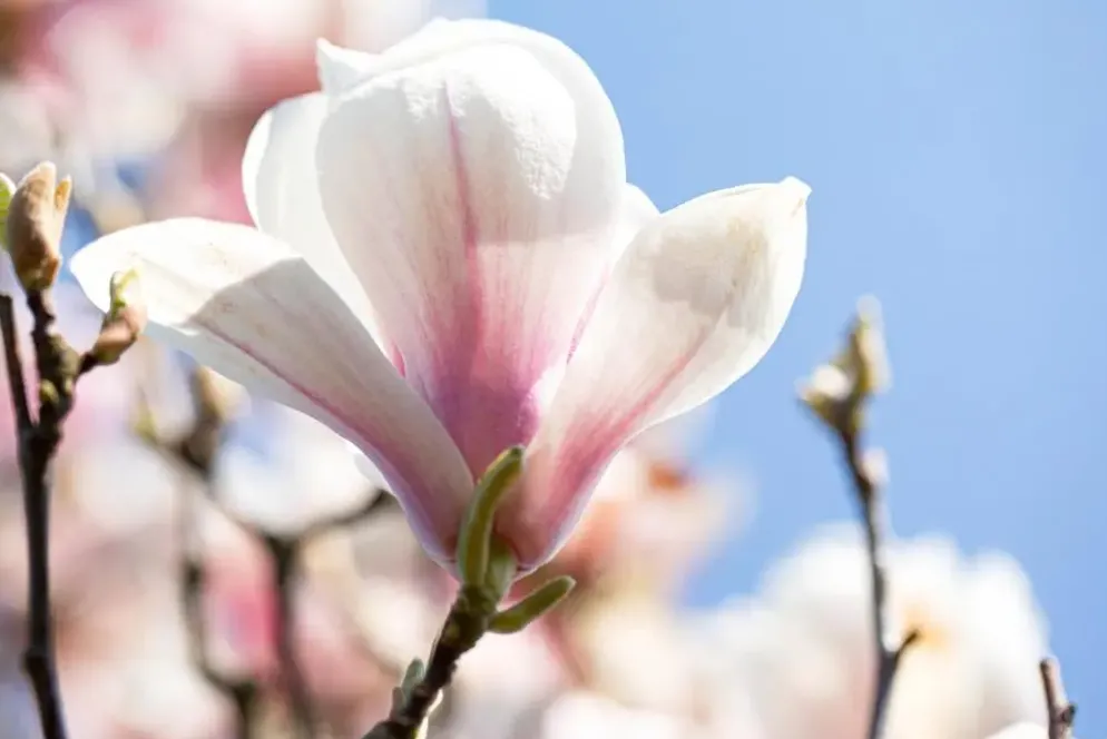 Magnolia x soulangiana (Beverboom)