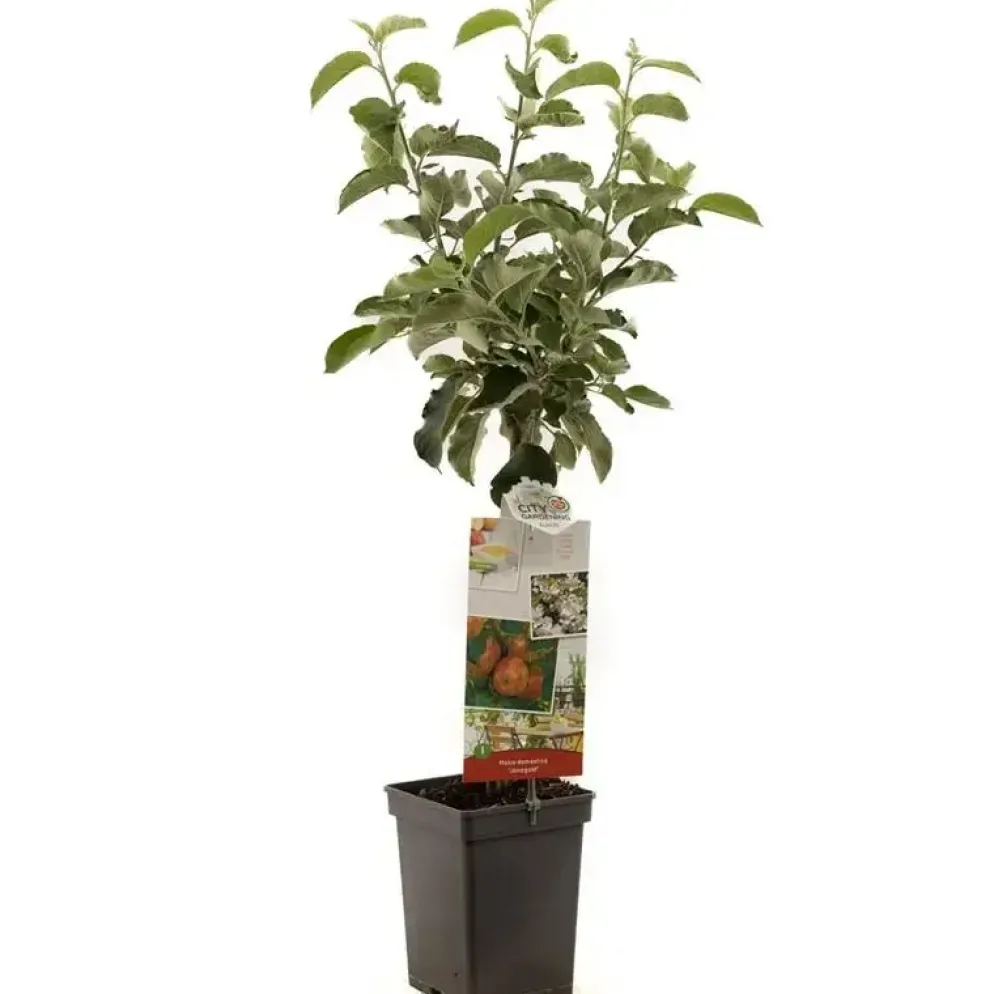 Malus domestica 'Jonagold' (Appel) fruitplant 90cm