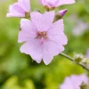 Malva moschata (Muskuskaasjeskruid)