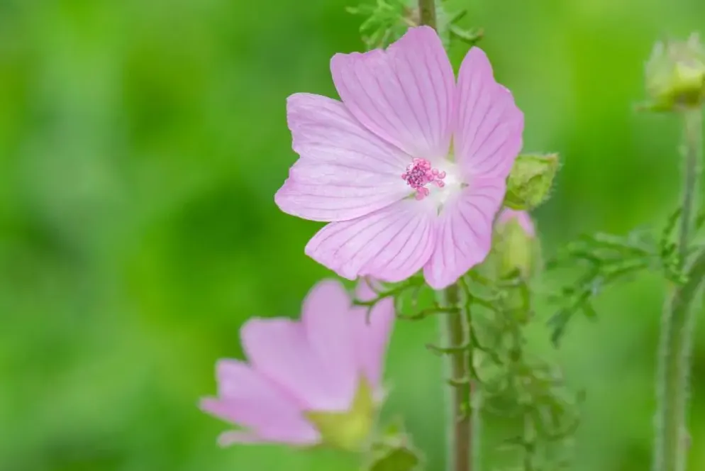 Malva moschata (Muskuskaasjeskruid)