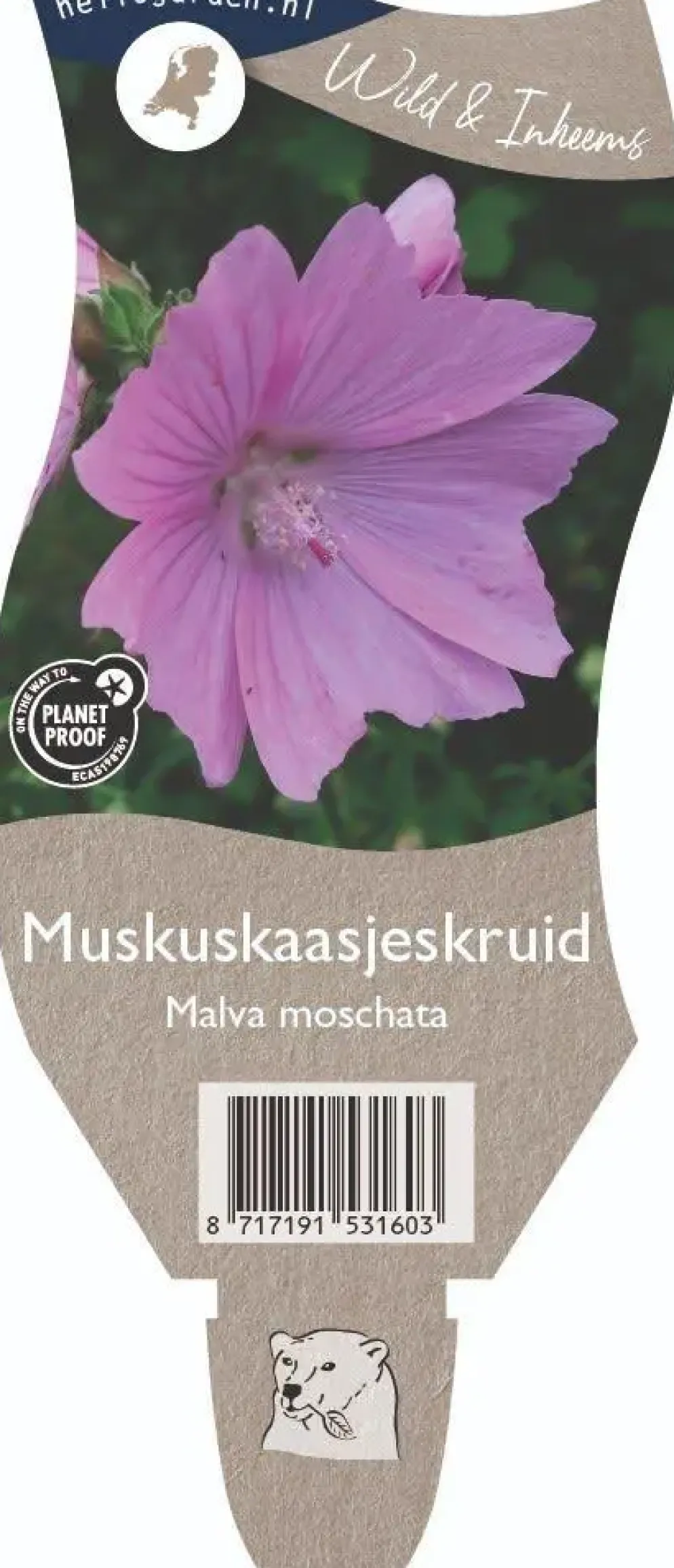 Malva moschata (Muskuskaasjeskruid)