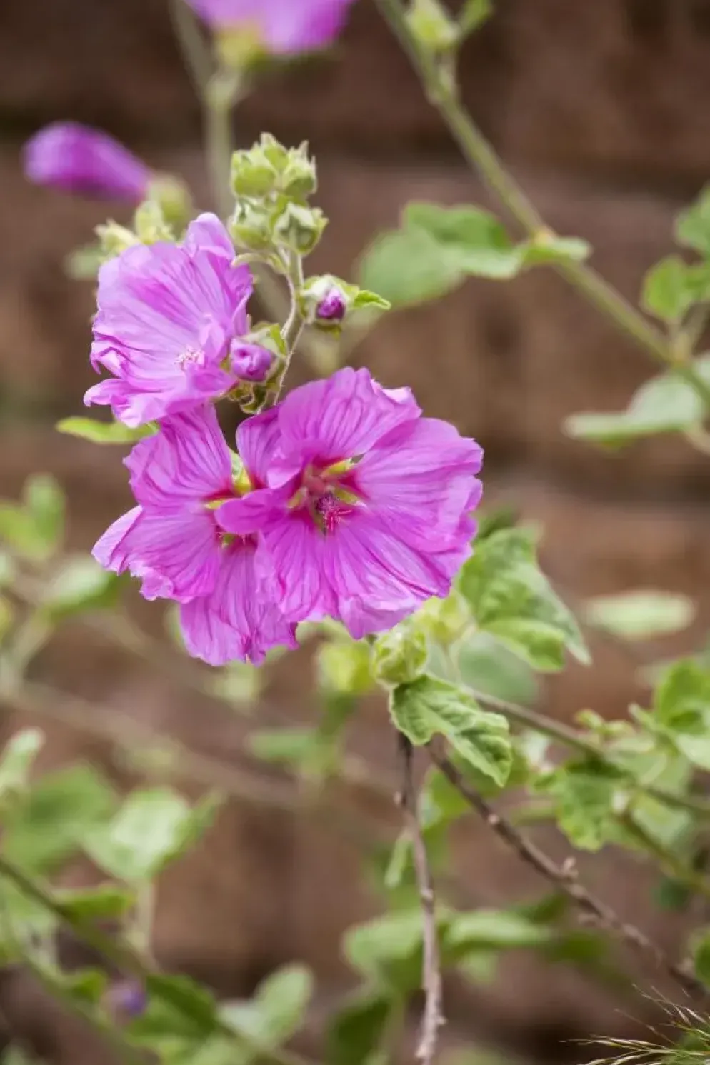 Malva moschata (Muskuskaasjeskruid)