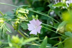 Malva moschata (Muskuskaasjeskruid)