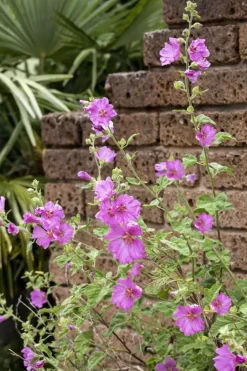 Malva moschata (Muskuskaasjeskruid)