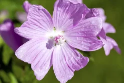 Malva moschata (Muskuskaasjeskruid)