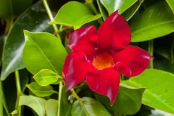 Mandevilla sanderi, rot (Mandevilla)