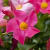 Mandevilla sanderi 'Sundaville'® (Mandevilla)