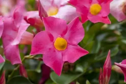 Mandevilla sanderi 'Sundaville'® (Mandevilla)