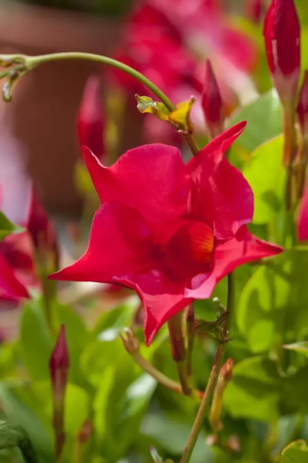 Mandevilla sanderi 'Sundaville'® (Mandevilla)