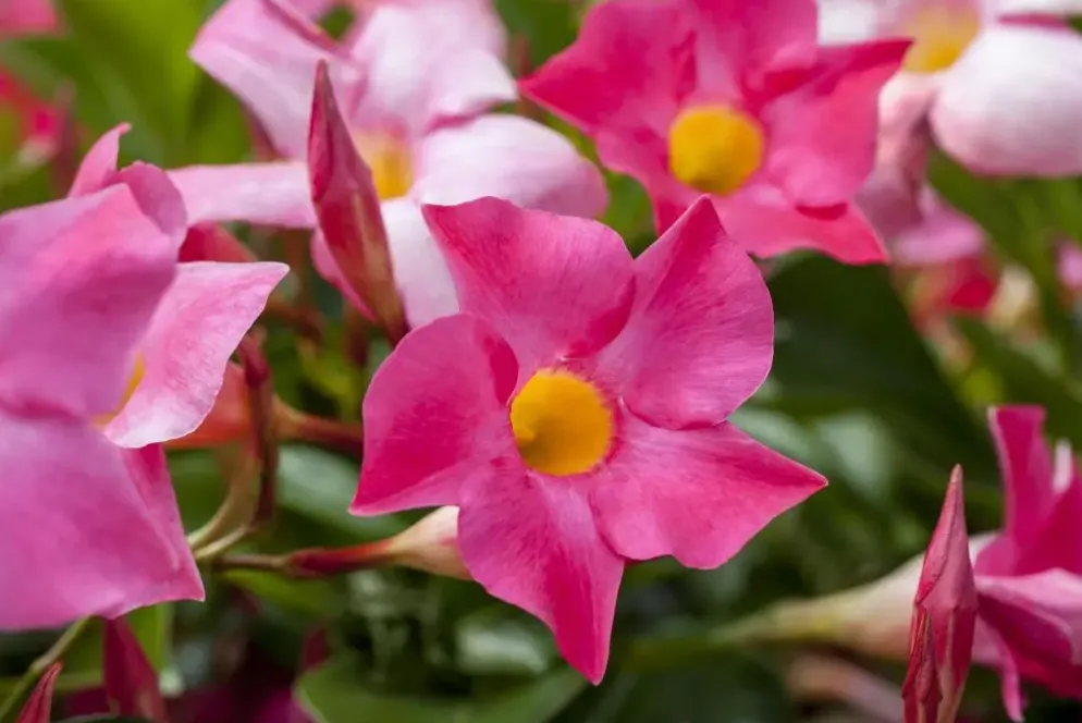 Mandevilla sanderi 'Sundaville'® (Mandevilla)