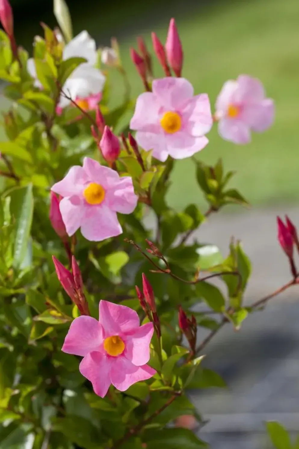 Mandevilla sanderi 'Sundaville'® (Mandevilla)