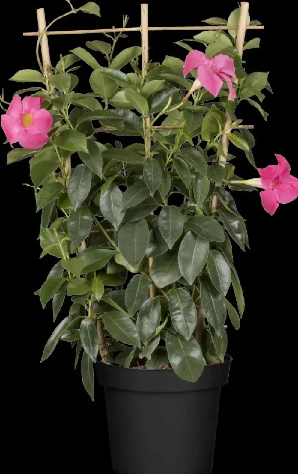 Mandevilla sanderi 'Sundaville'® (Mandevilla)