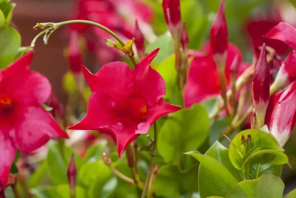 Mandevilla sanderi 'Sundaville'® (Mandevilla)