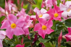 Mandevilla sanderi 'Sundaville'® (Mandevilla)