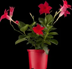 Mandevilla sanderi 'Sundaville'® (Mandevilla)