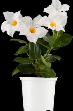 Mandevilla sanderi 'Sundaville'® (Mandevilla)