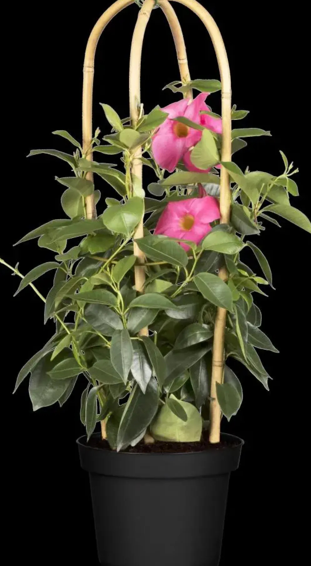 Mandevilla sanderi 'Sundaville'® (Mandevilla)