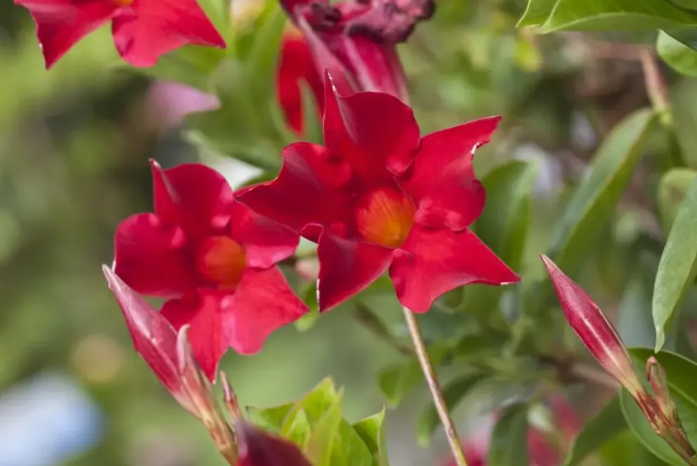 Mandevilla sanderi 'Sundaville'® (Mandevilla)
