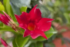 Mandevilla sanderi 'Sundaville'® (Mandevilla)