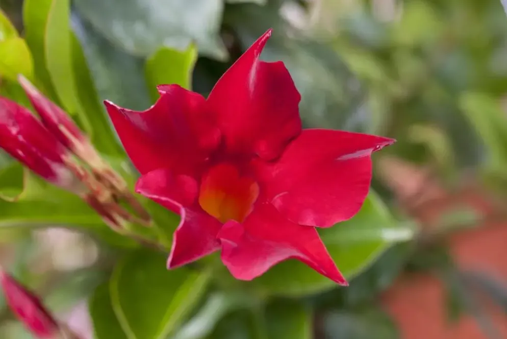 Mandevilla sanderi 'Sundaville'® (Mandevilla)