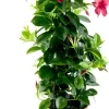 Mandevilla sanderi Sundaville® 'Rio', Pyramide (Mandevilla 'Sundaville® 'Rio'')