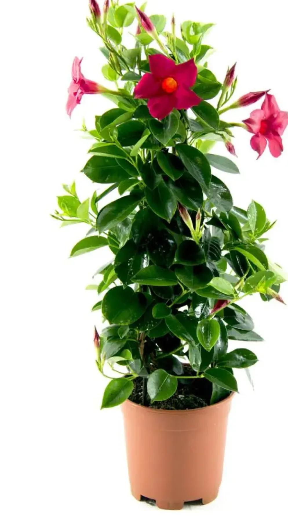 Mandevilla sanderi Sundaville® 'Rio', Pyramide (Mandevilla 'Sundaville® 'Rio'')