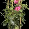 Mandevilla sanderi Sundaville® 'Rio', Pyramide (Mandevilla 'Sundaville® 'Rio'')