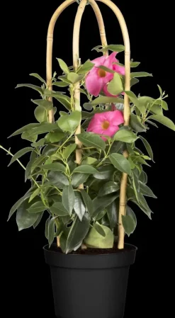 Mandevilla sanderi Sundaville® 'Rio', Pyramide (Mandevilla 'Sundaville® 'Rio'')