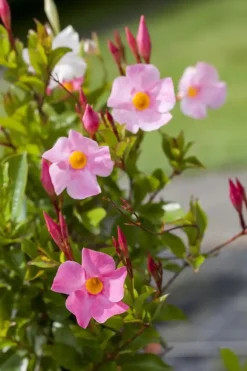 Mandevilla sanderi Sundaville® 'Rio', Pyramide (Mandevilla 'Sundaville® 'Rio'')