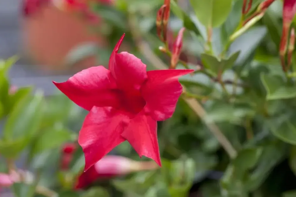 Mandevilla sanderi Sundaville® 'Rio', Pyramide (Mandevilla 'Sundaville® 'Rio'')
