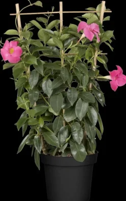 Mandevilla sanderi Sundaville® 'Rio', Pyramide (Mandevilla 'Sundaville® 'Rio'')