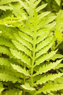 Matteuccia struthiopteris (Trechtervaren)