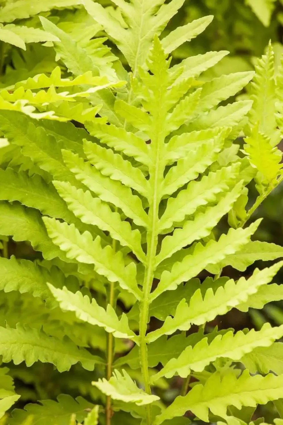 Matteuccia struthiopteris (Trechtervaren)