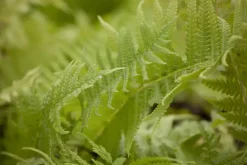 Matteuccia struthiopteris (Trechtervaren)