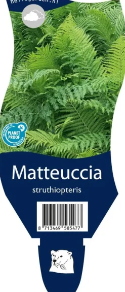 Matteuccia struthiopteris (Trechtervaren)
