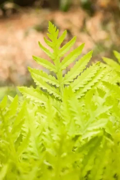 Matteuccia struthiopteris (Trechtervaren)