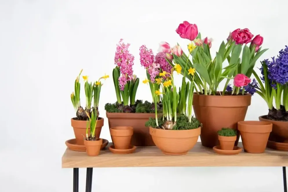 Mega Collections Terracotta Bloempot Ø5cm