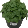 Melissa officinalis (Citroenmelisse) ø14 cm