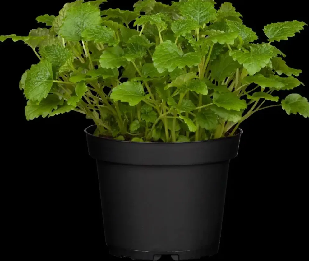 Melissa officinalis (Citroenmelisse) ø14 cm