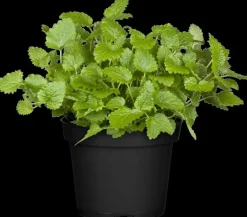 Melissa officinalis (Citroenmelisse) ø14 cm
