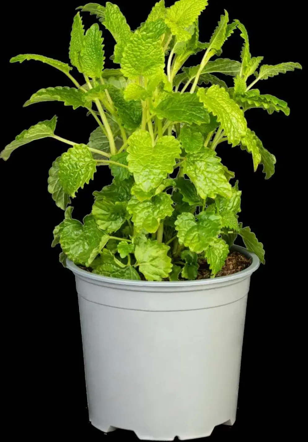 Melissa officinalis (Citroenmelisse) ø14 cm