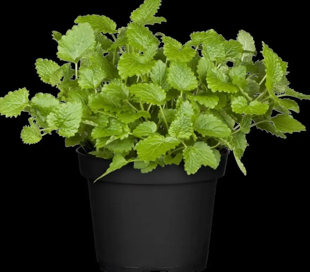 Melissa officinalis (Citroenmelisse) ø14 cm