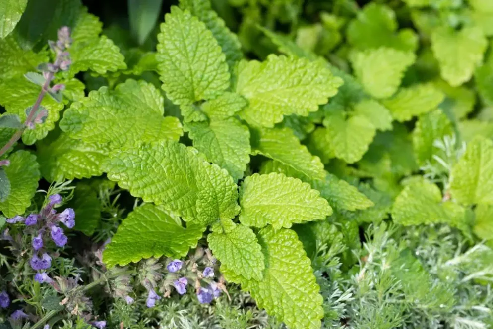 Melissa officinalis (Citroenmelisse) ø14 cm