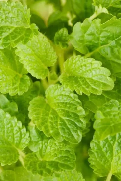 Melissa officinalis (Citroenmelisse) ø14 cm