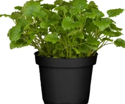Melissa officinalis (Melisse)