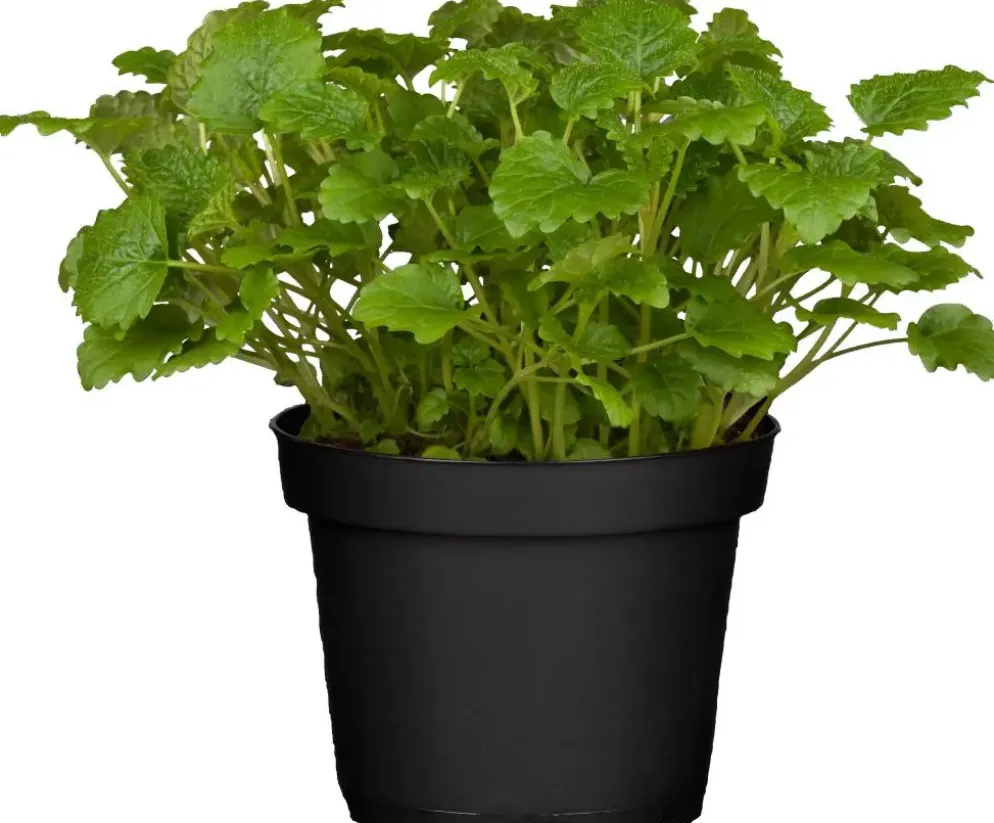 Melissa officinalis (Melisse)