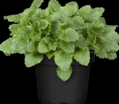 Melissa officinalis (Melisse)