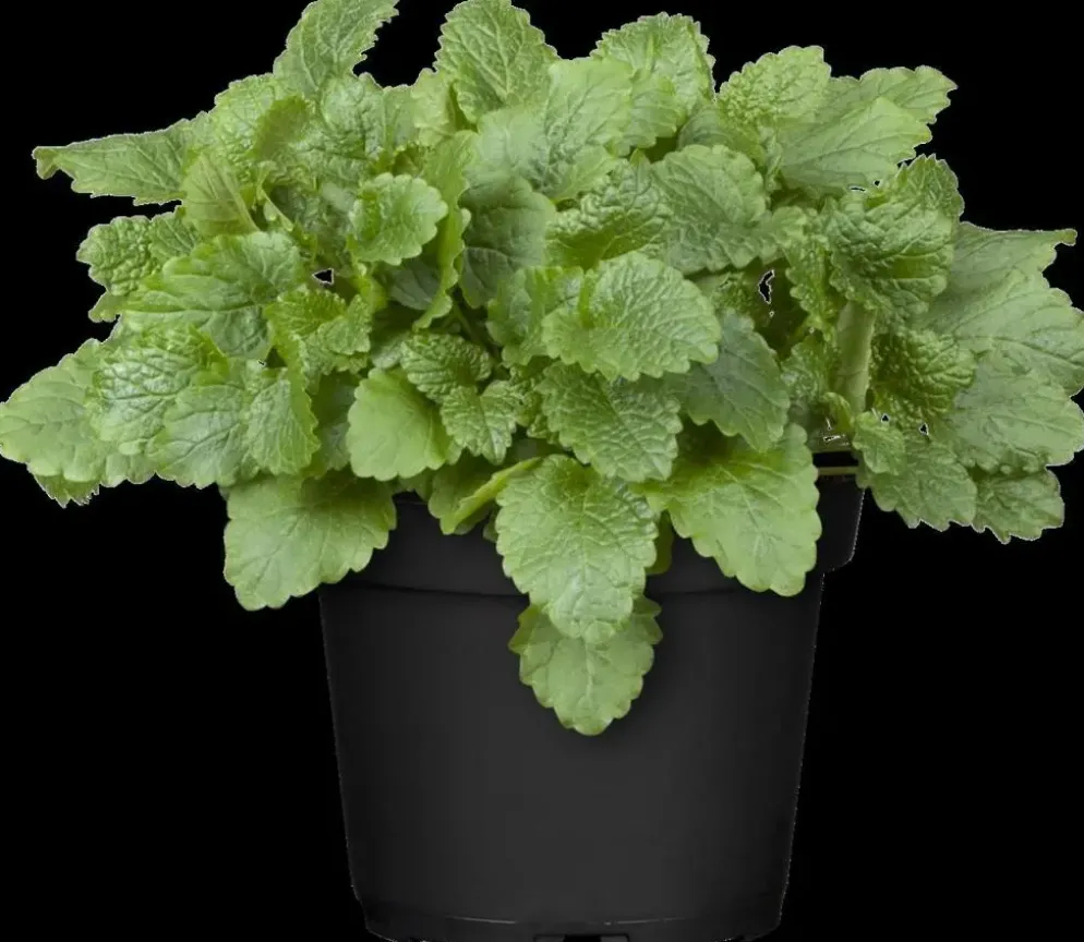 Melissa officinalis (Melisse)