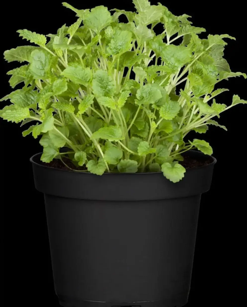 Melissa officinalis (Melisse)