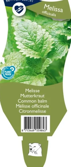 Melissa officinalis (Melisse)